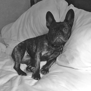 Bisou the French Bulldog gets comfy on a hotel bed.
