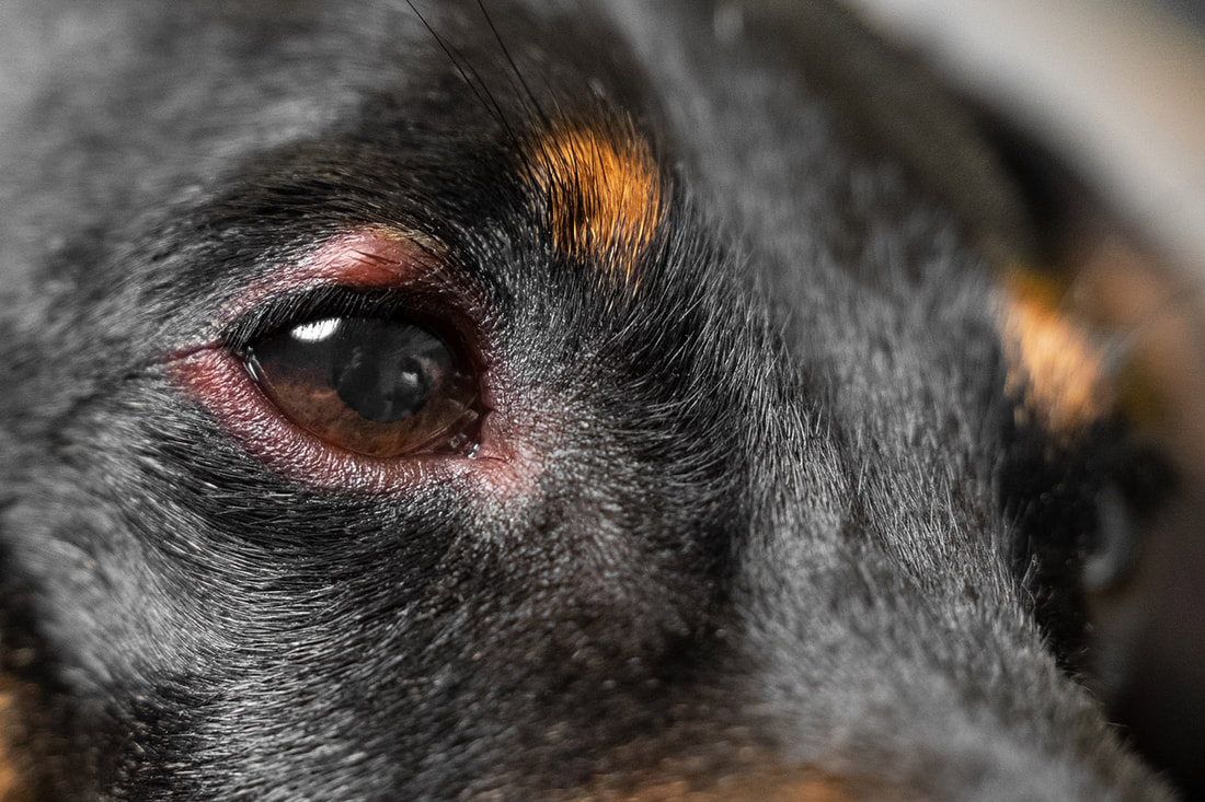 Close up of a dog with an eye problem