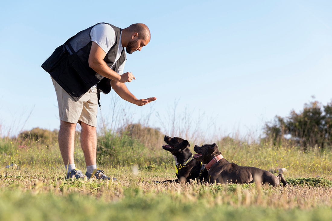 A man training two dogs in an outdoor setting.