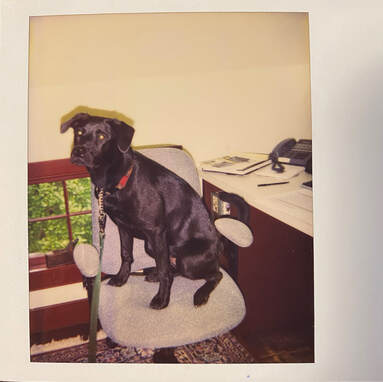 Henry, a young black Lab, sits in an office chair.