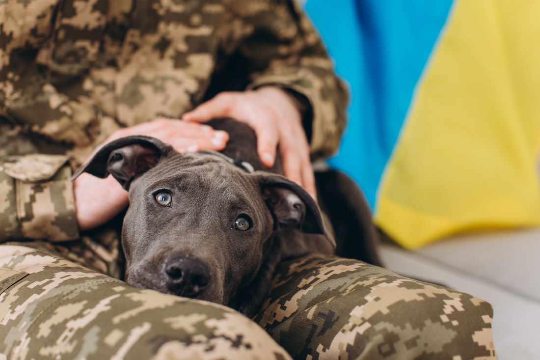 A dog sits on the lap of a soldier in Ukraine.