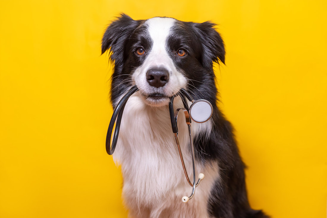 Black and white dog holding a stethoscope in its mouth.